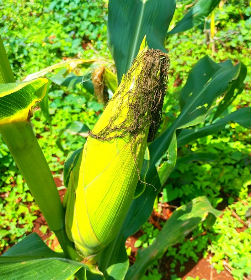 sweetcorn